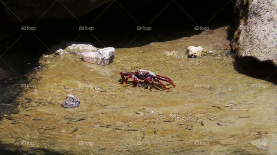 wild rainbow crab
