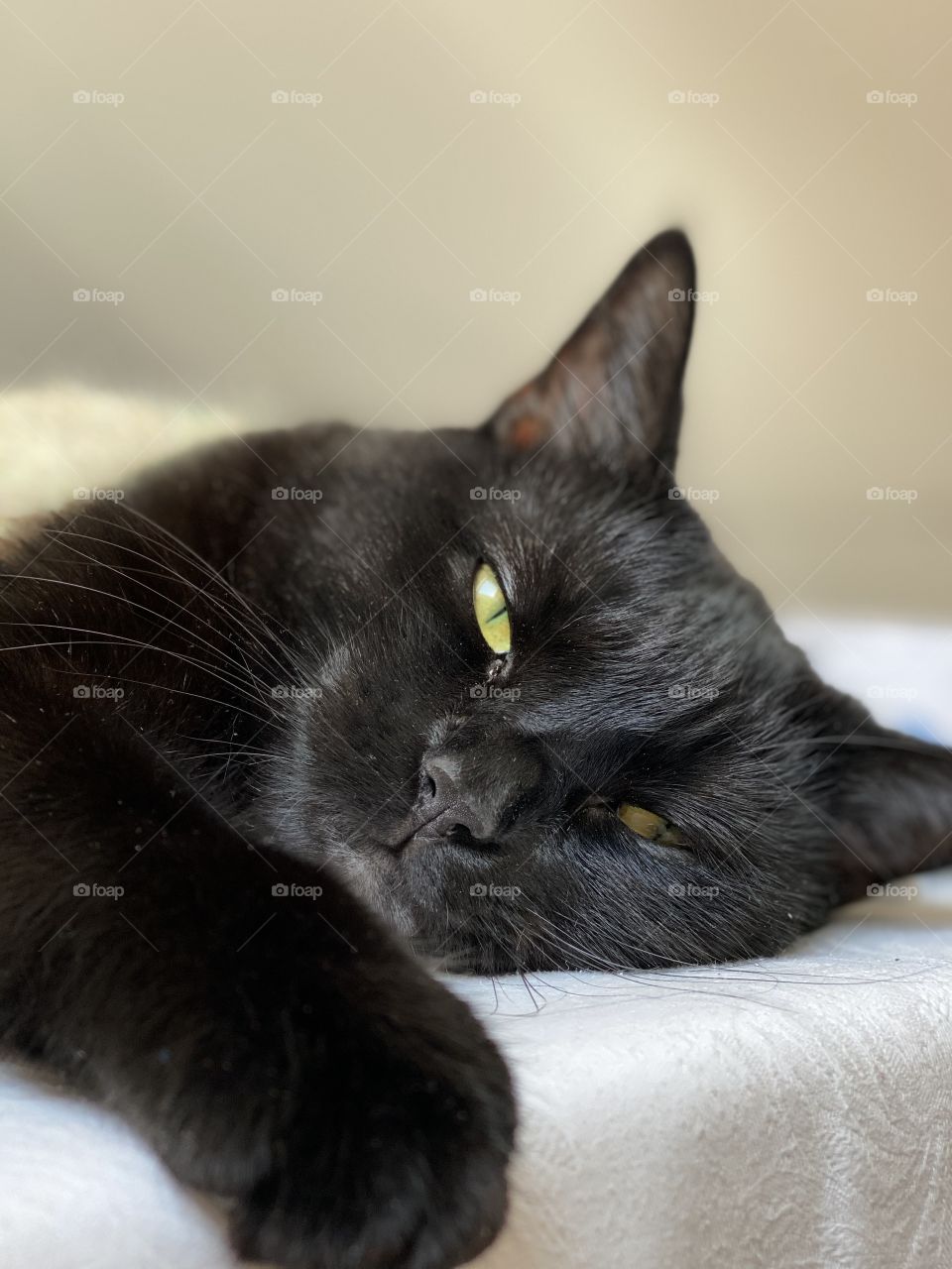 Sleepy black cat lying on the floor