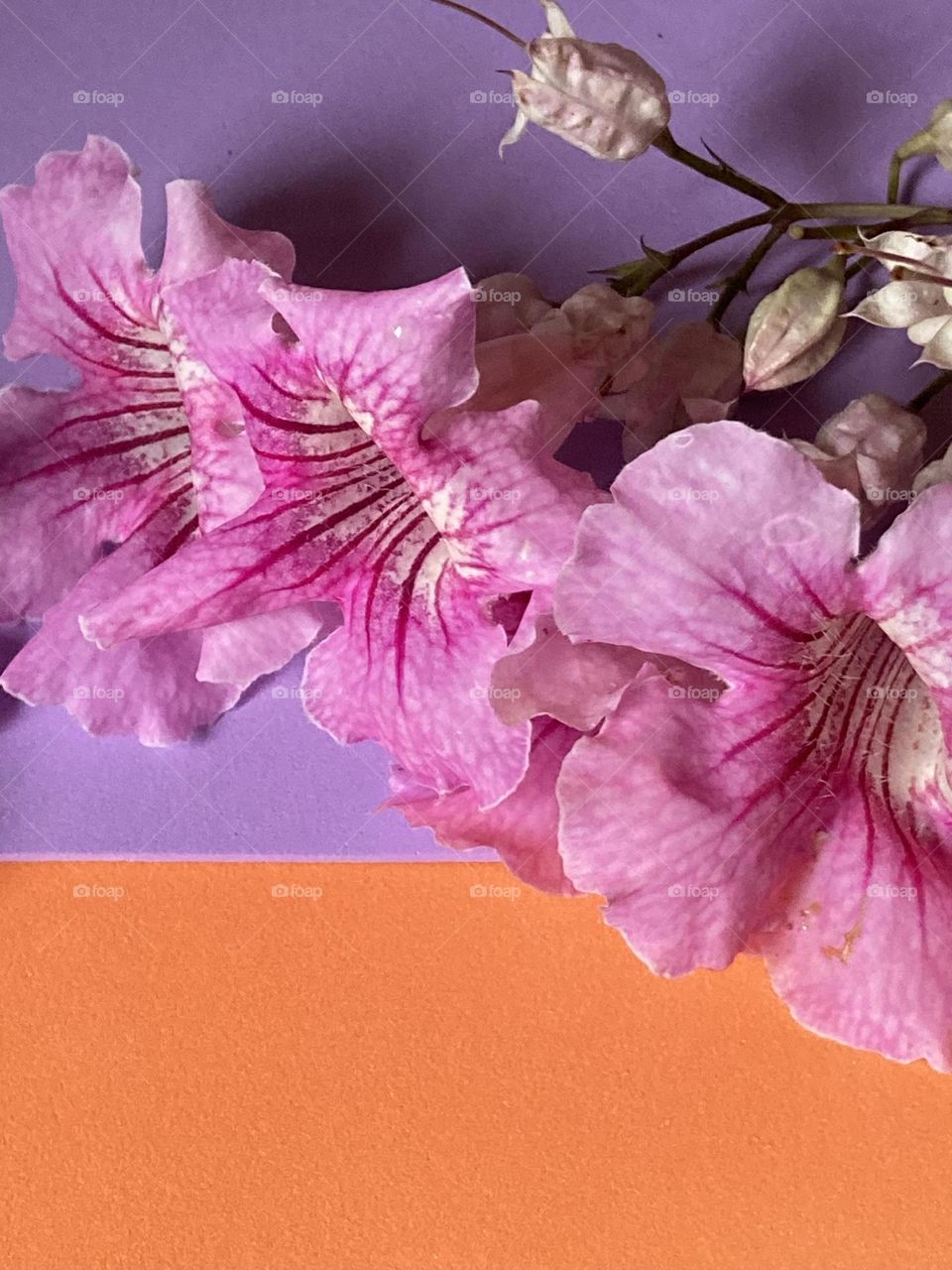 Flores roxas. Composição sobre a superfície artificial roxa e alaranjada 