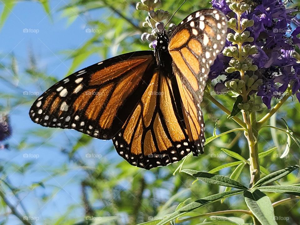 The monarch were recently just officially placed on the endangered species list in July of 2022. By planting nectar feeding and host plants we can help them in their migrating journey.