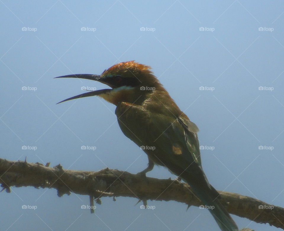 Bee - eater bird. Colourfull body coloured, especially of the head. Green old with interest light to make fresh of it continues for the tail. Beauty, and amazing flyng shown to watch. The bird interest to perch, feed insects at the site of wood.
