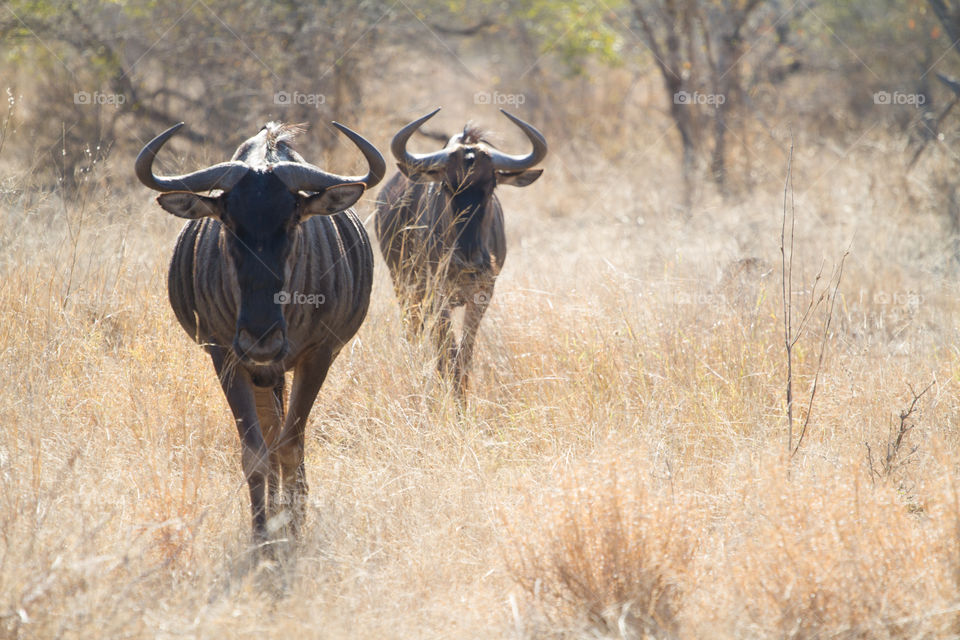 No edit image of blue wildebeest in bush