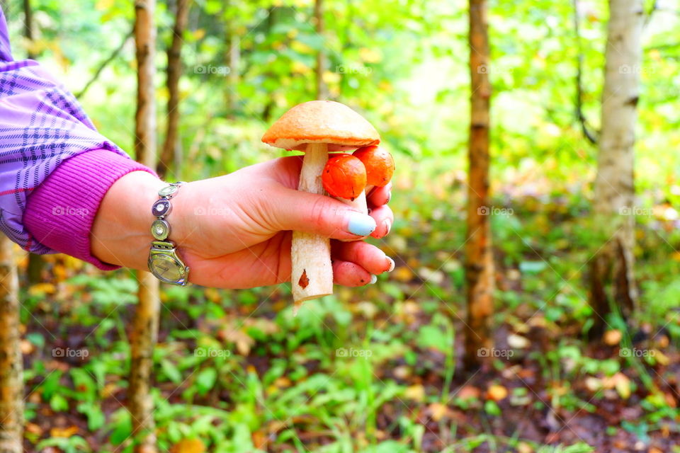 Лес, грибы