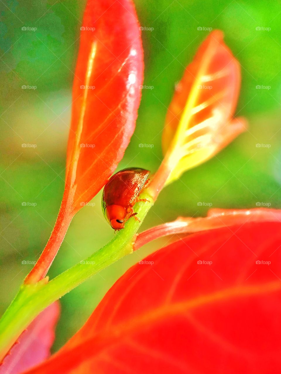 Red bug