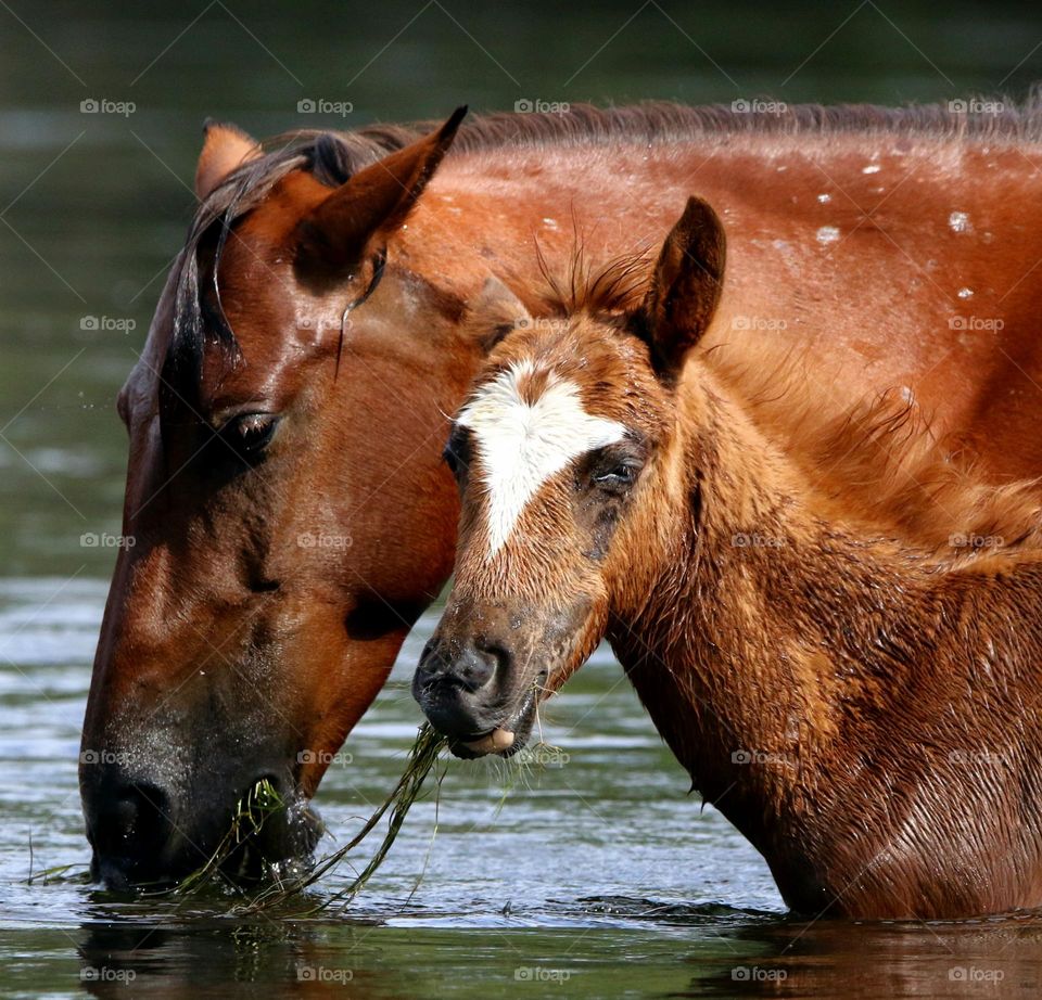 Wild Mare and Her Colt
