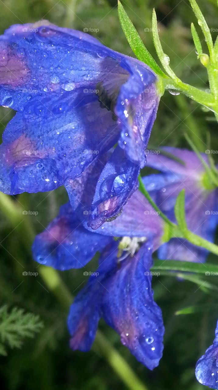 delphinium