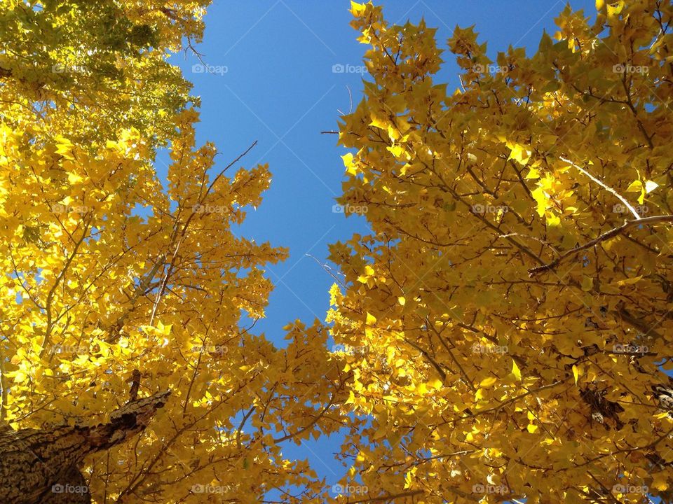 Yellow Leaves, Blue Sky