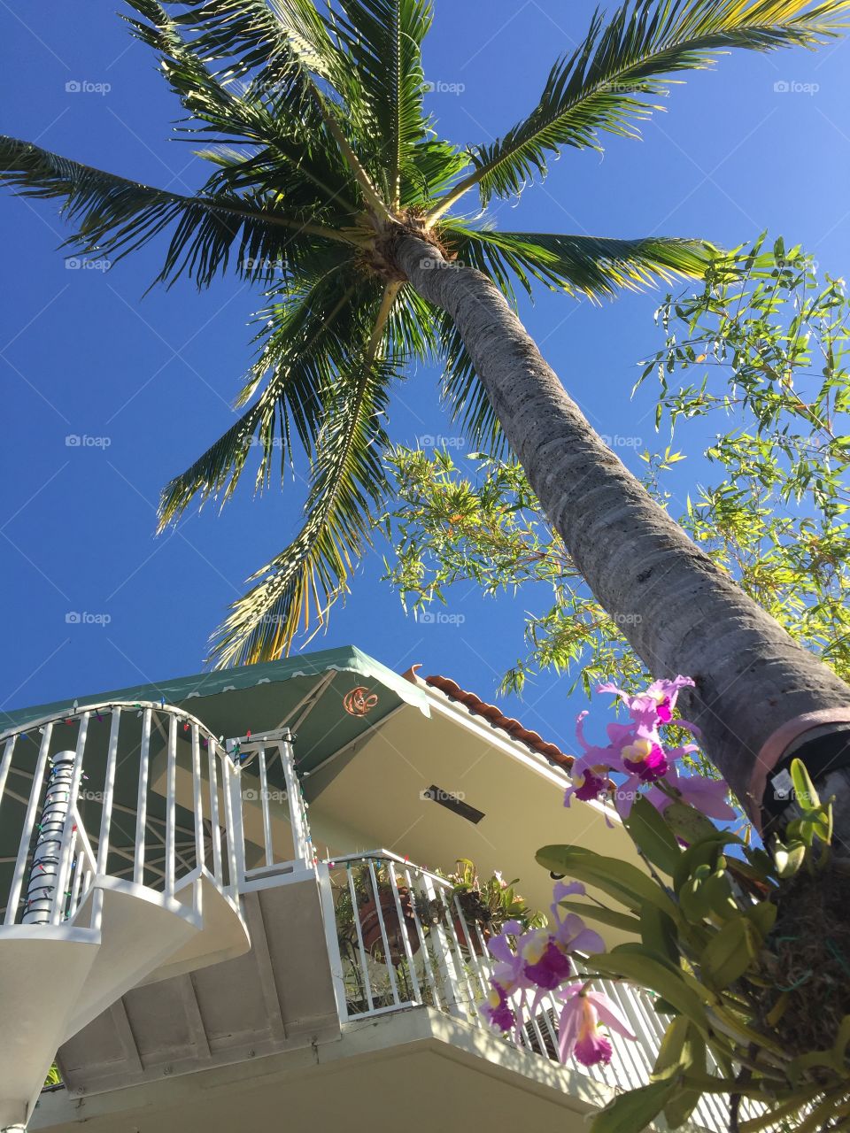 Orchids on a palm tree