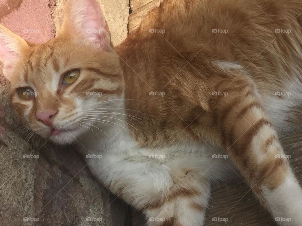 A cat sleeping in the sun to feel warm 