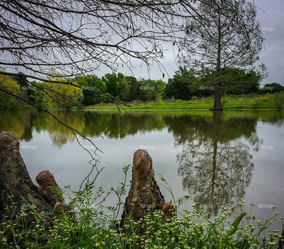 Cypress Trees in Spring