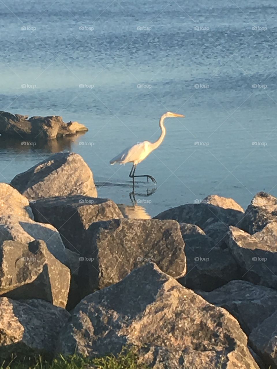 Egret in the Currituck Sound