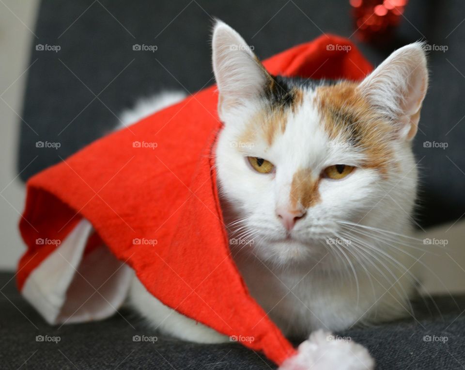 Cat, Cute, Portrait, Fur, Eye