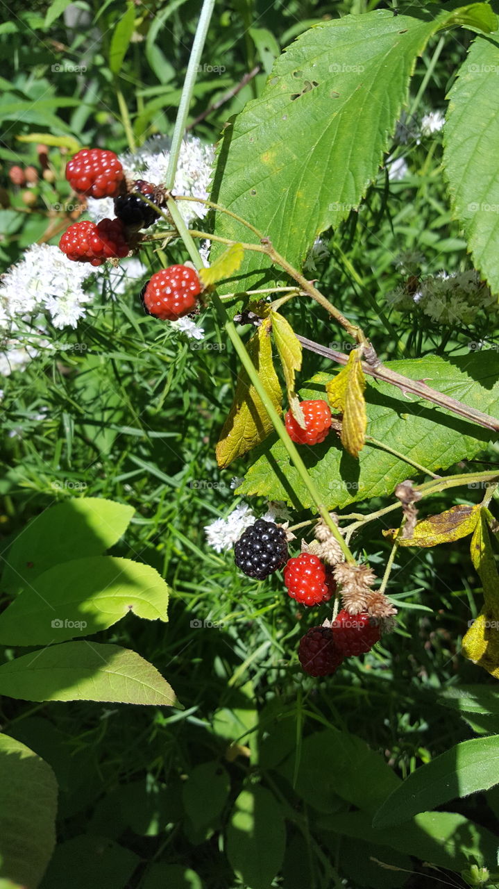 ripening summer blackberries
