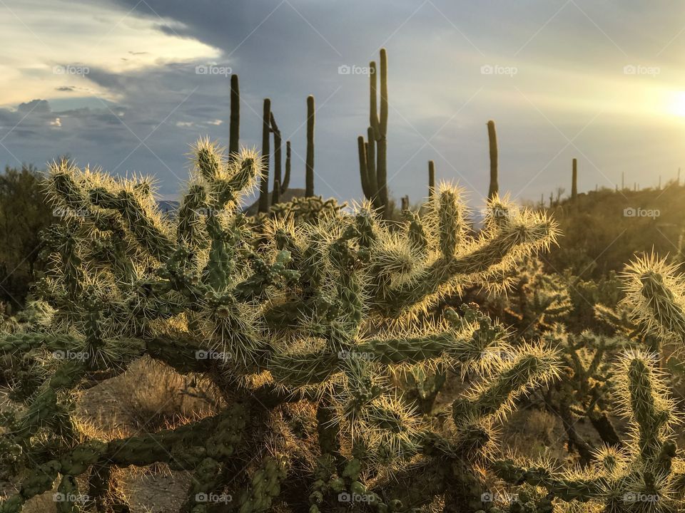 Desert Landscape - Cactus Close up 