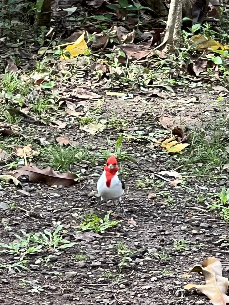 Cardinal look 
