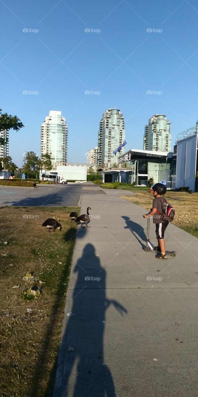 These Geese have come to Feast