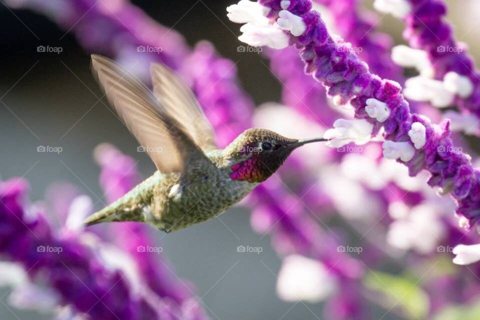 Hummingbird in sage