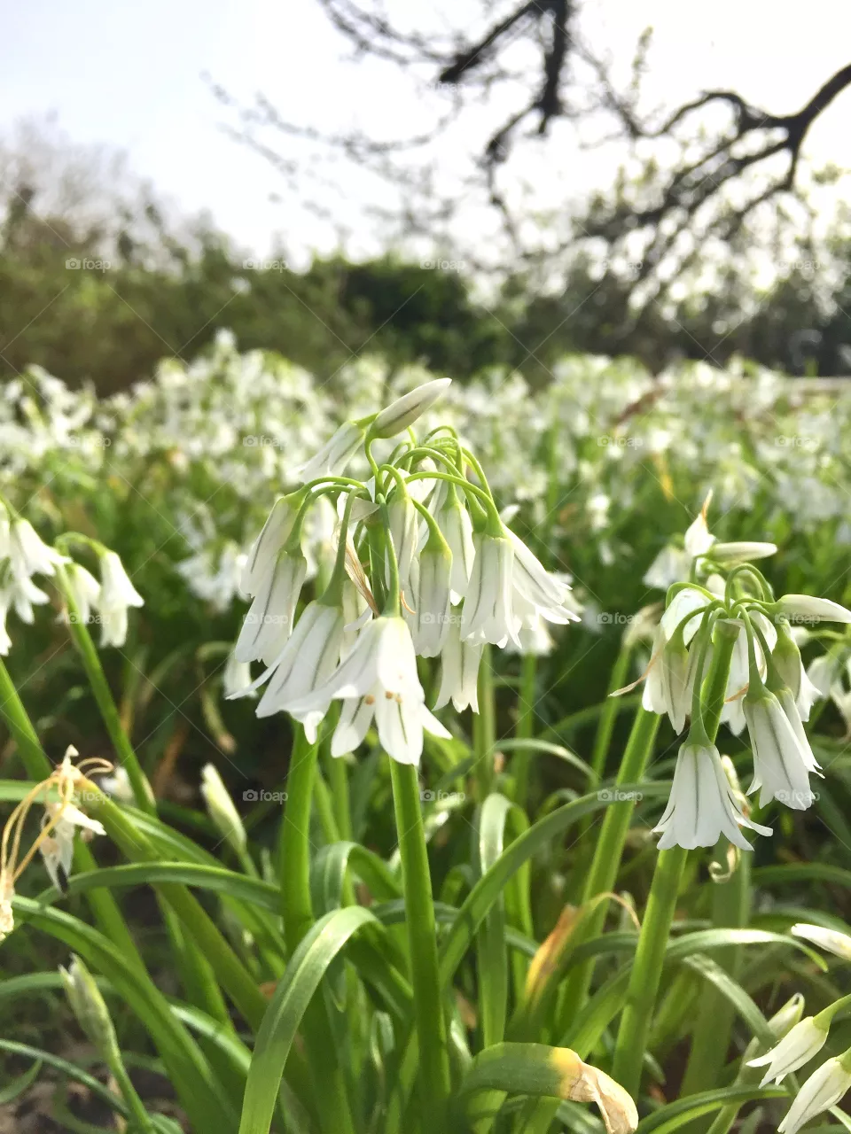 Spring 