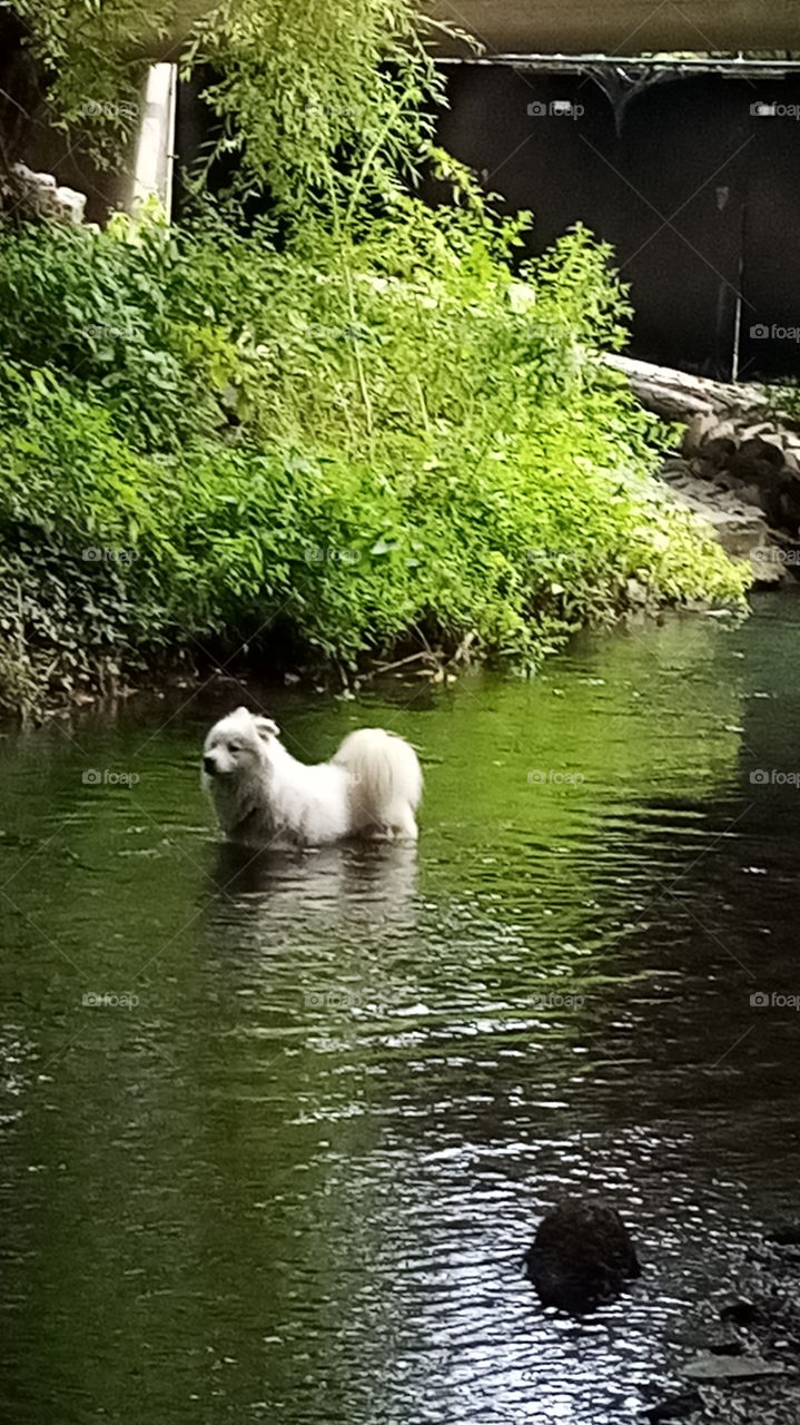 Hund und Fluss