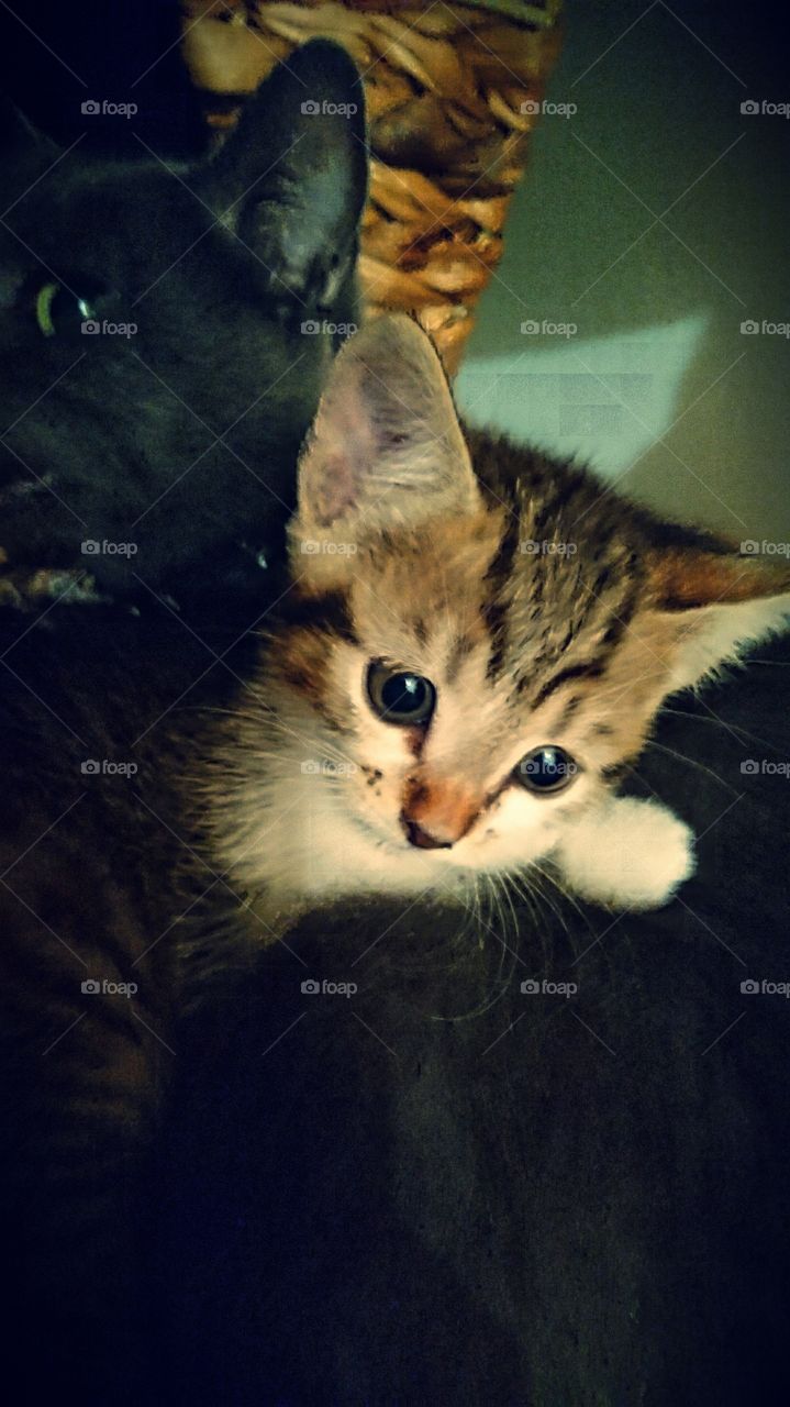 Cute baby cat with his mom