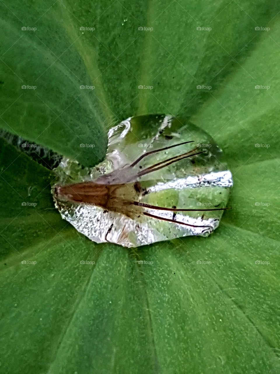 Seed contained in a tiny water droplet on a leaf close up