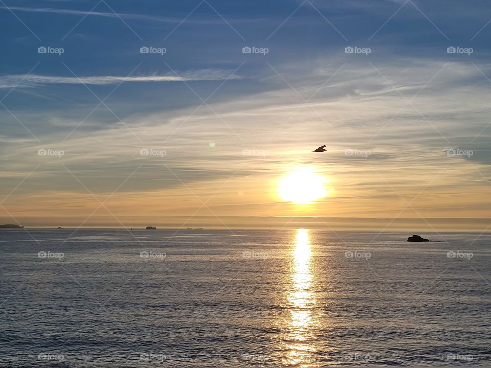 Coucher de soleil avec oiseau 🐦🌌