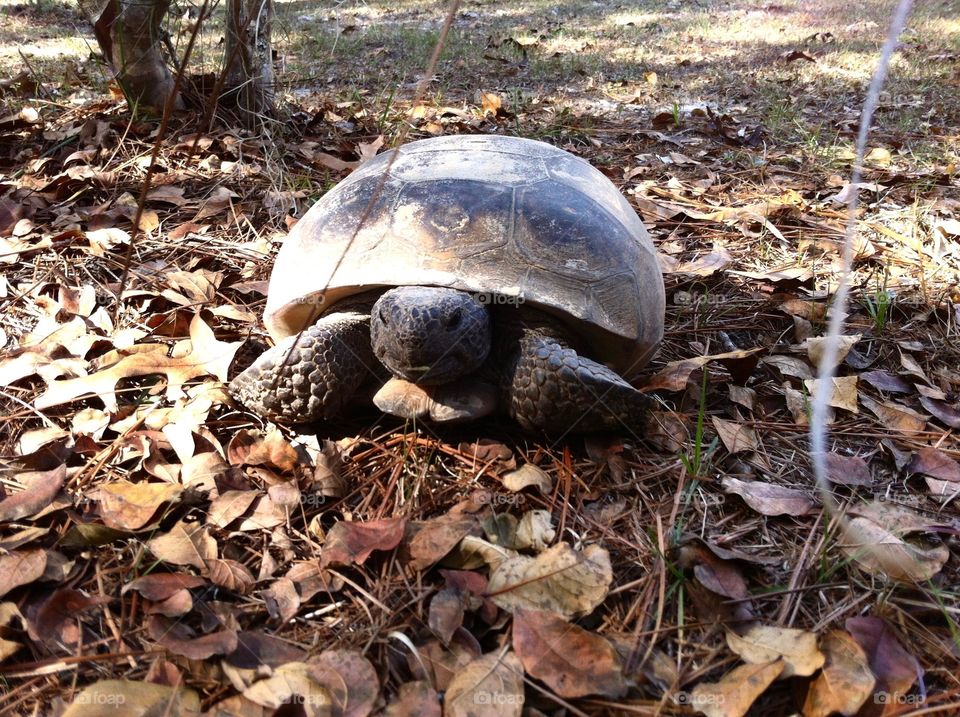 Closer view of the native reptile of Florida woods