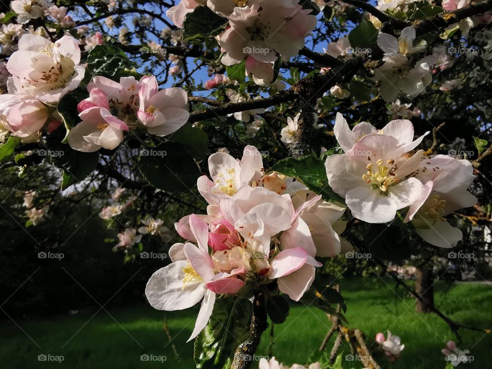 Apple tree blossom in spring