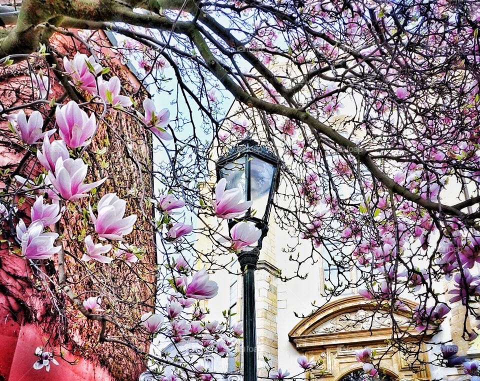 Romantic lamppost and magnolia blooms