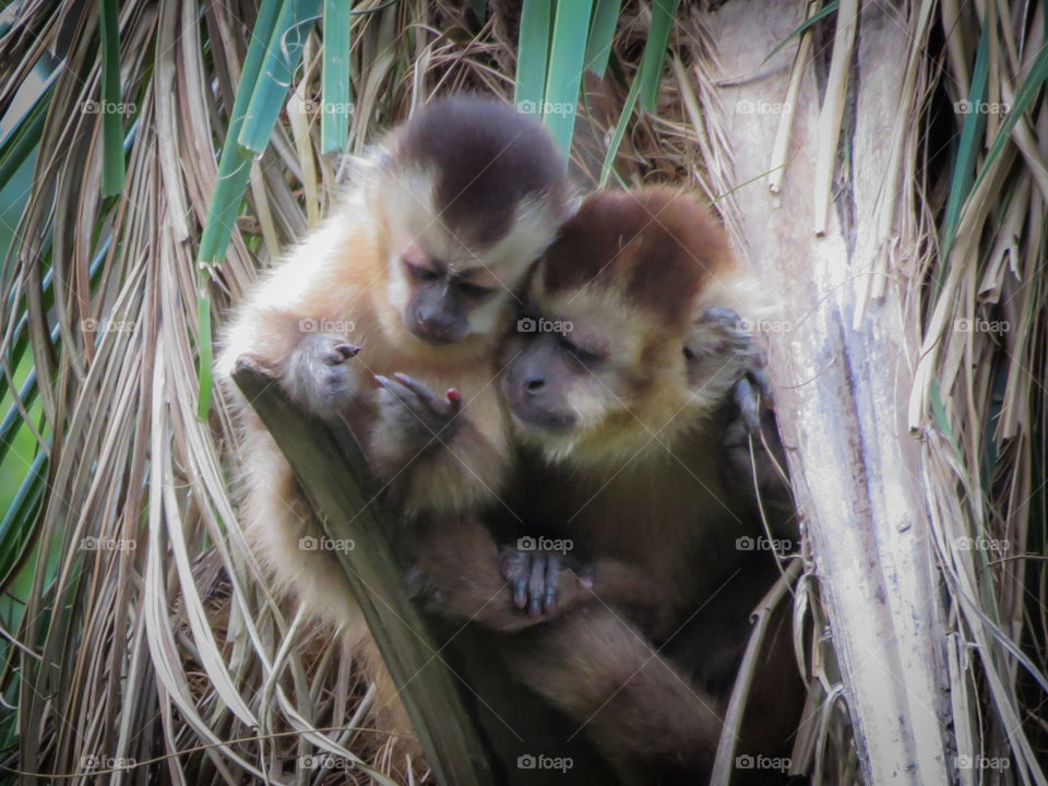 Monkeys in South America 