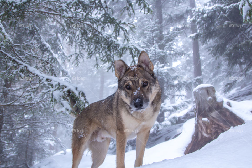Wolf in snow forest 