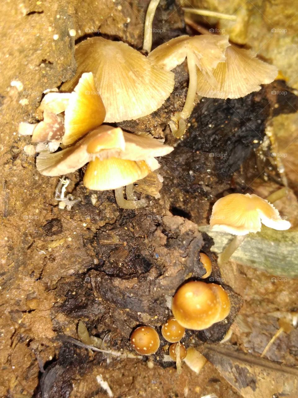 mushrooms on the wood bark