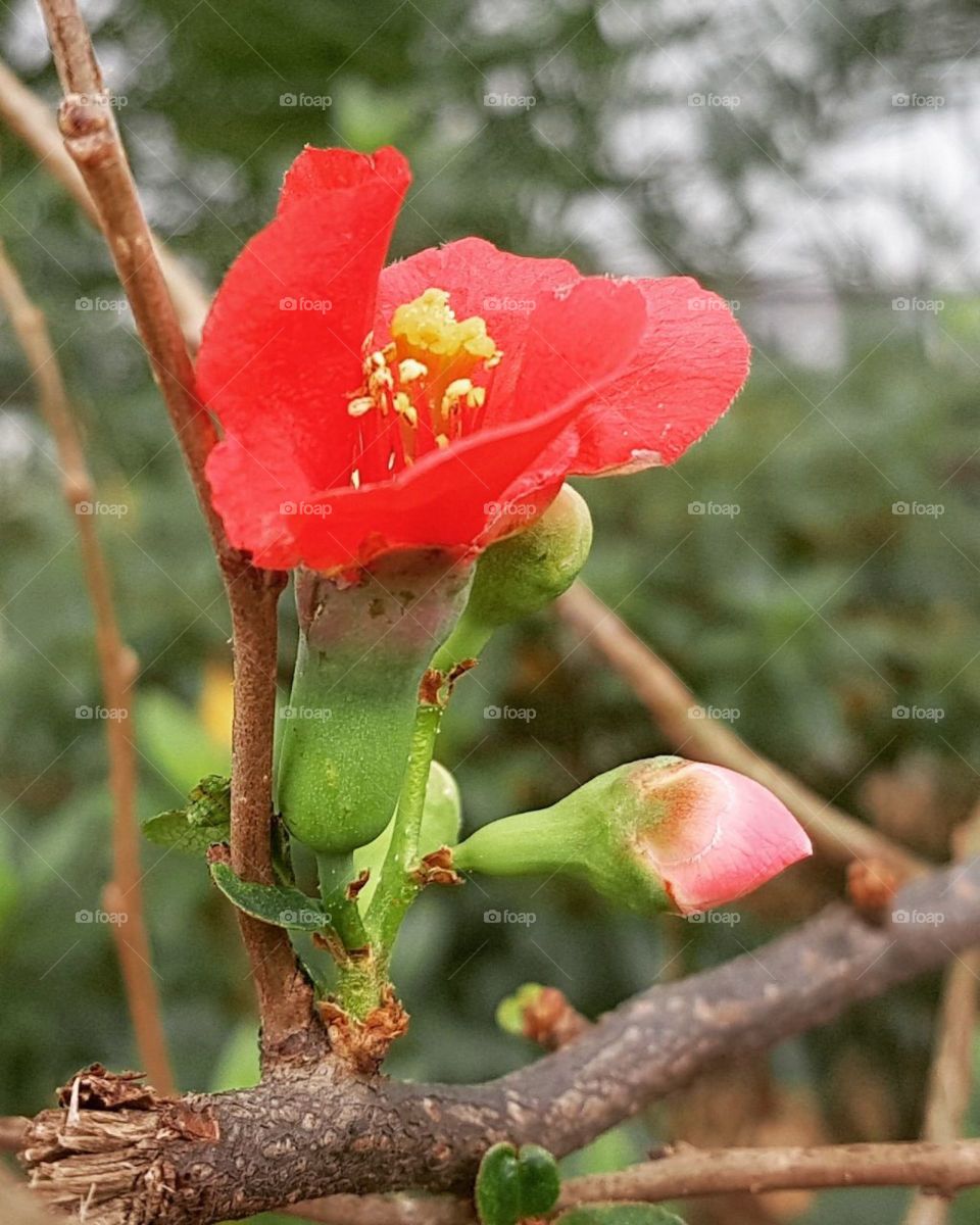 flower on a branch