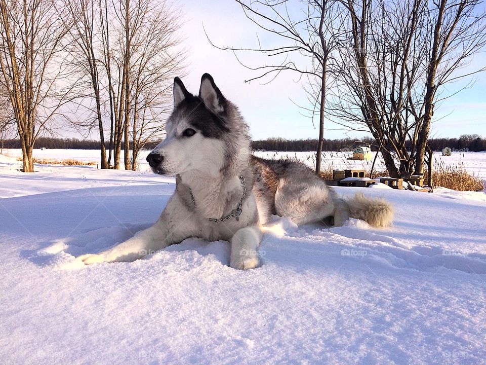 Siberian Husky 