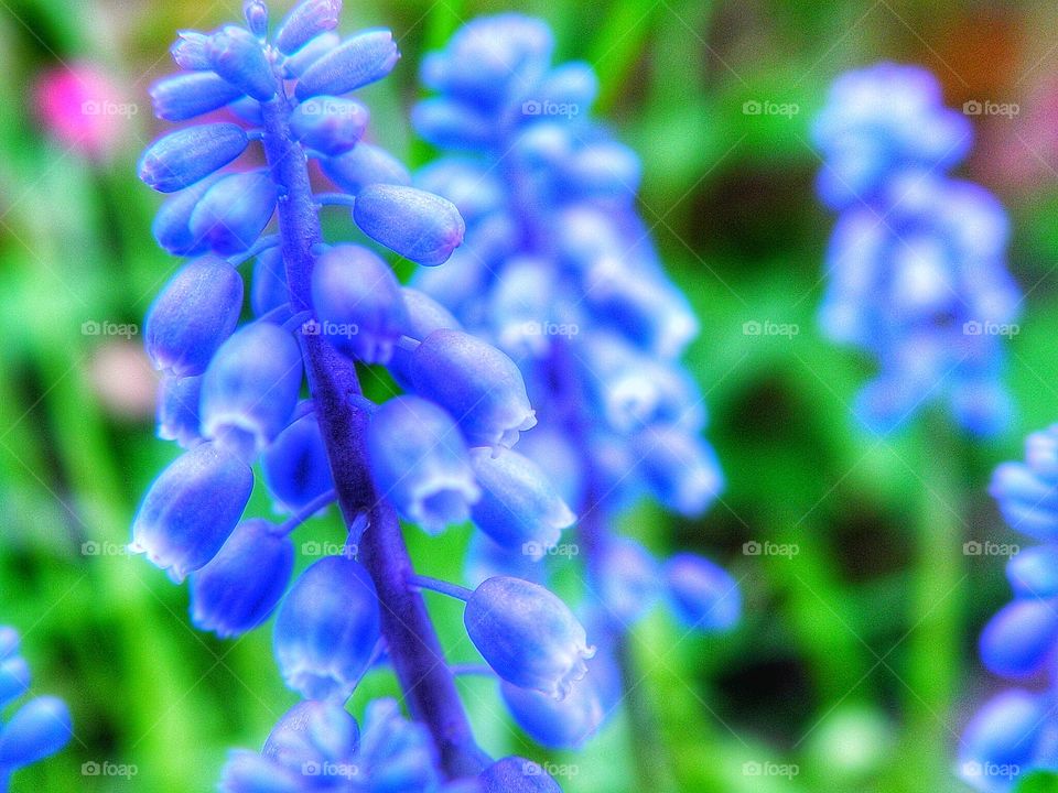 Grape hyacinth 