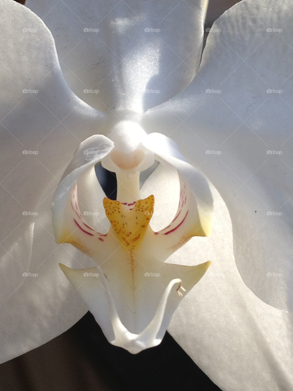 white orkidé orchid bright by cabday