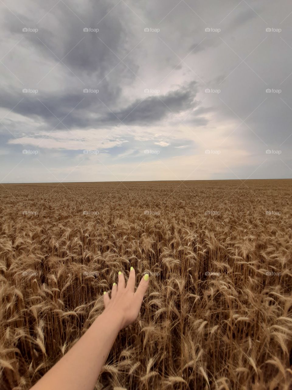 пшеница, поле,пейзаж,очень красивое место