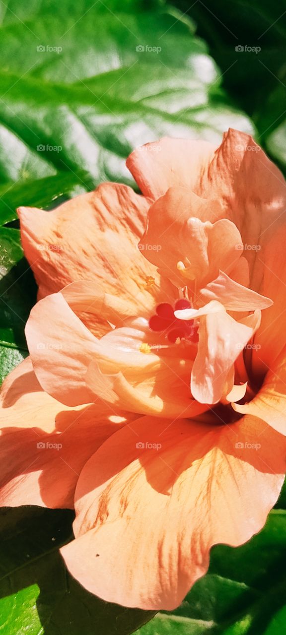 A close up of Orange Hibiscus is elegant to look at.