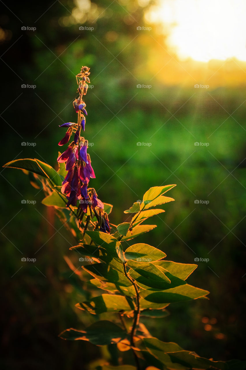 Flower on the sunset