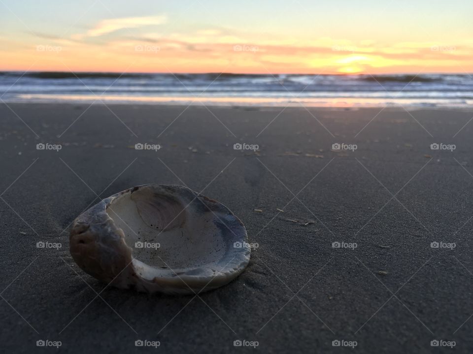 Seashell on sand during sunset