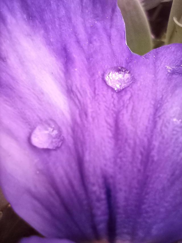 Petal