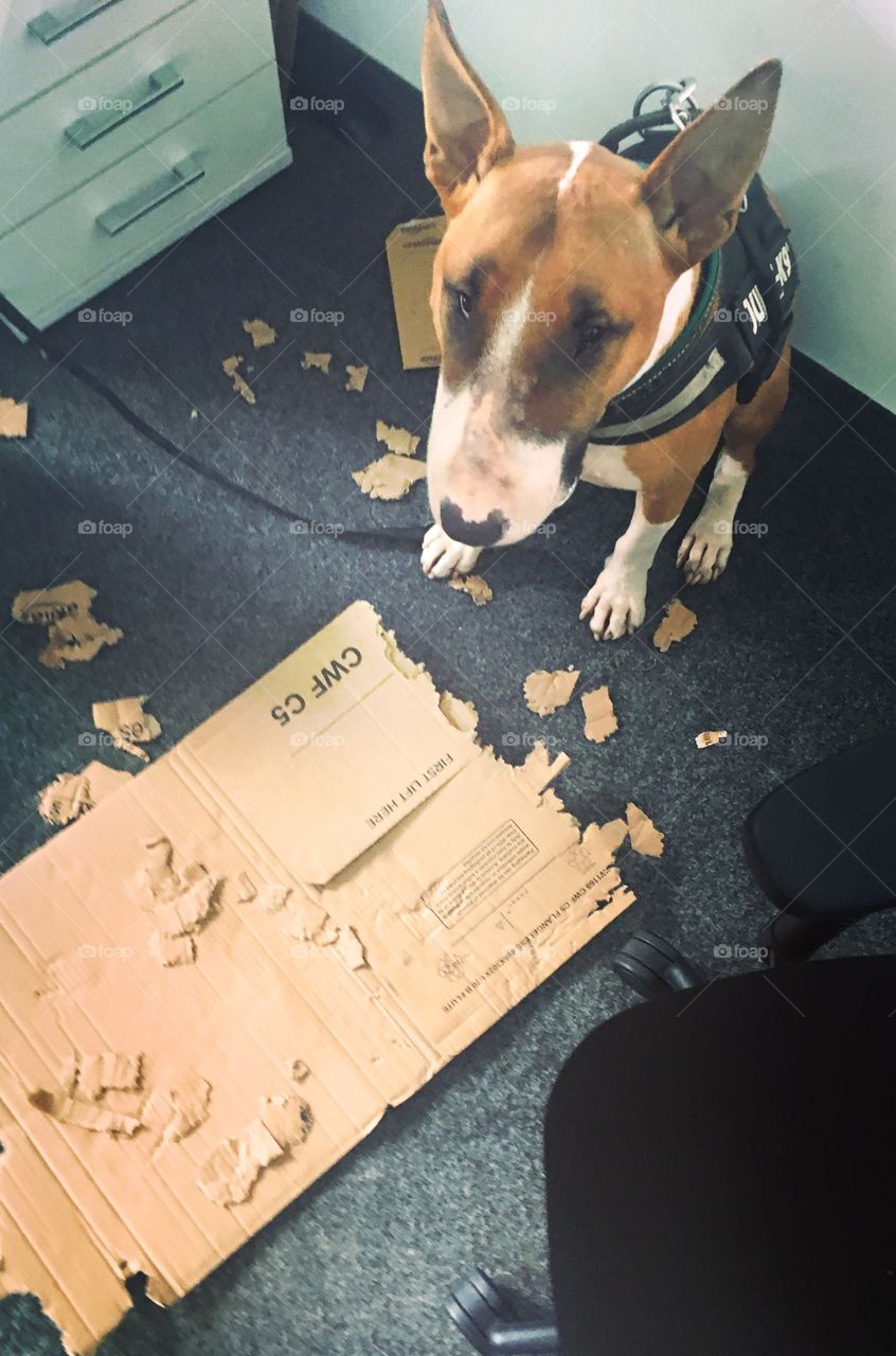 I'm not guilty! The box attacked me!