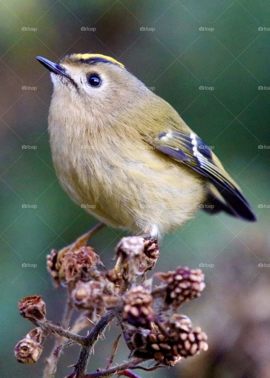 Goldcrest 