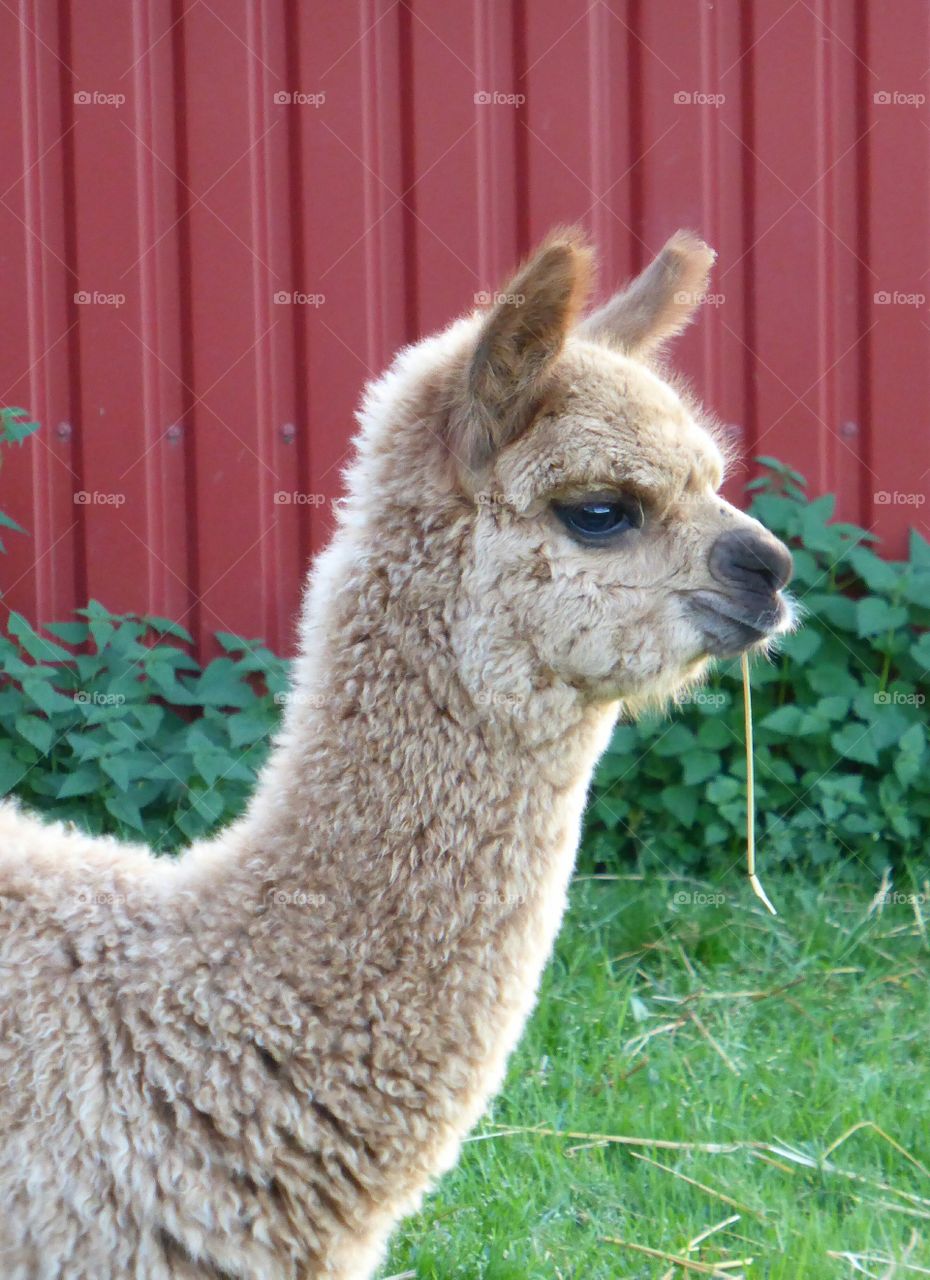 Side view of young alpaca