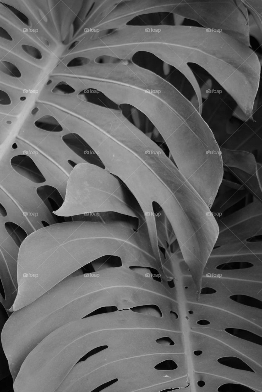 Black and white shot of a plant 