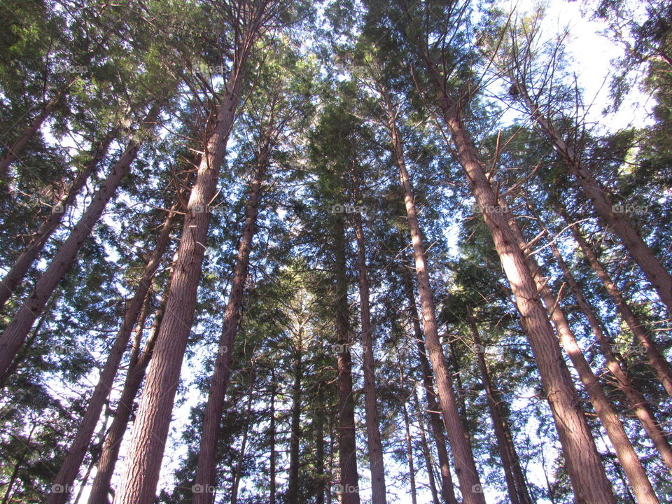 Tall Trees Eternal flame trail 
