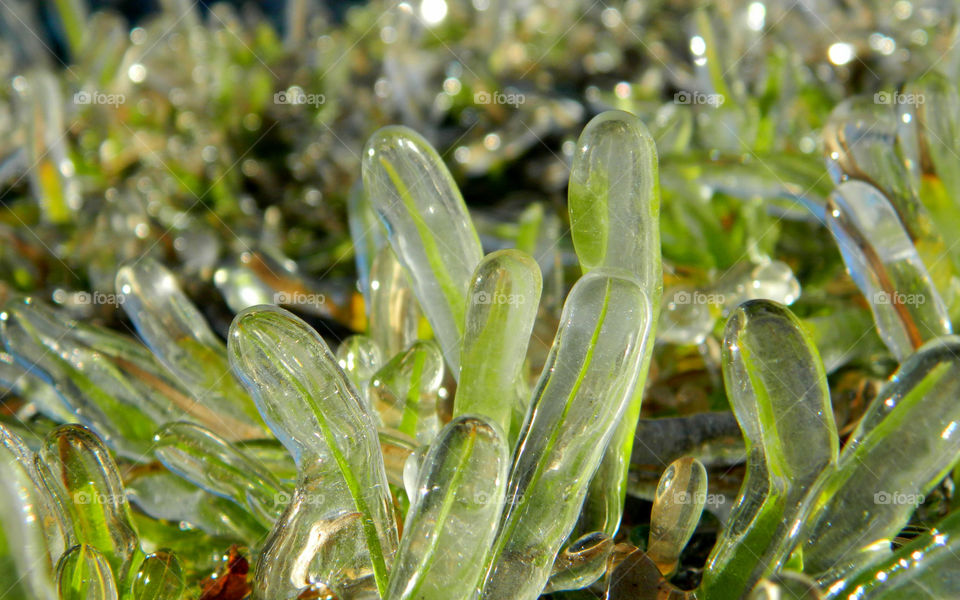 Ice covered on blade of grass