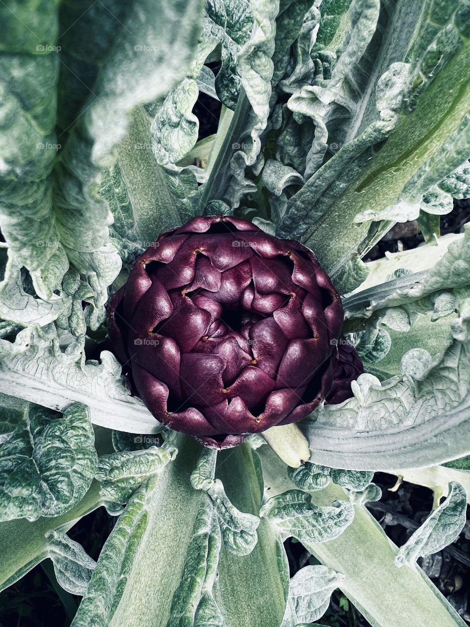 Artichoke plant