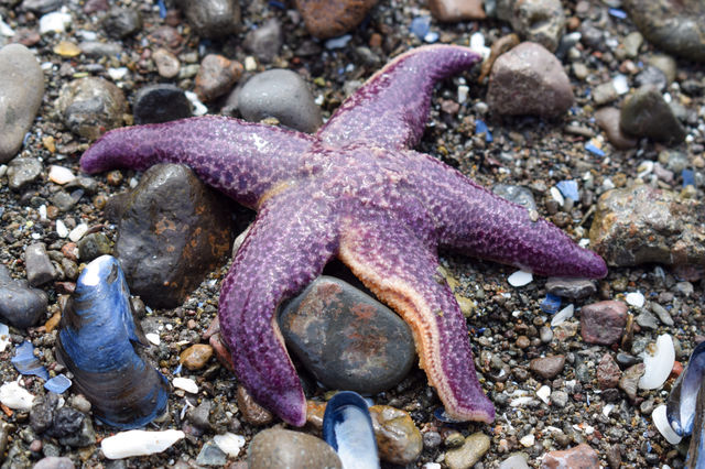 starfish