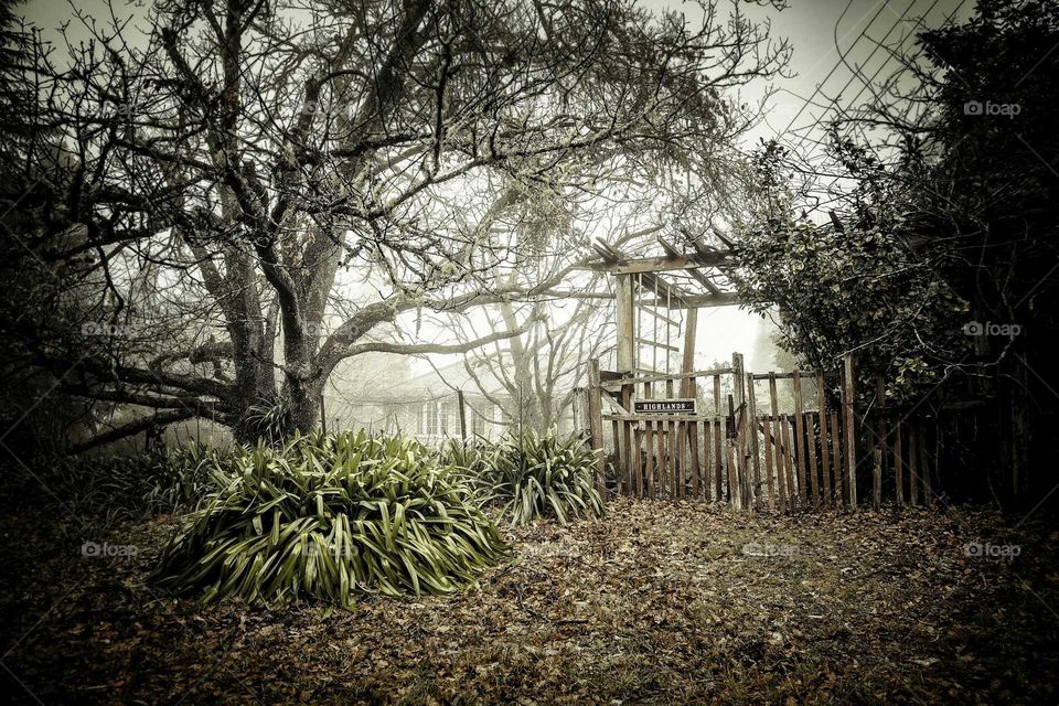 Toward to Evans Lookout in Blackheath, a beauty old wood gate entry with the tree at the end of season in autumn and now it’s a mist Highlands in winter. 